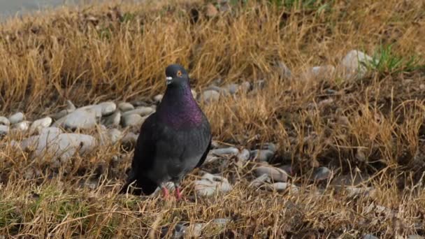 Close up portrait of rock dove, rock pigeon or common pigeon with iridescent feathers on neck. — Stock Video