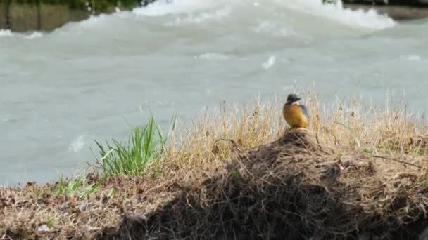 Eurasiatisk kungsfiskare eller Alcedo. Färgglada fågel sitter på gräs över vatten och väntar på fisk. — Stockvideo