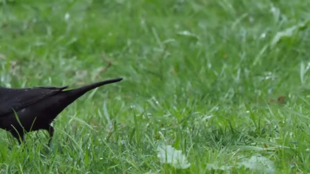 Zwykły kos lub Turdus merula szuka pożywienia na trawie. Ciemny ptak w dziczy. Soczi, Rosja. — Wideo stockowe