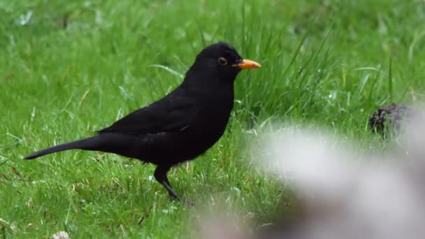 흔히 볼 수있는 검은 새나 큰새는 풀 위에서 먹이를 찾고 있습니다. 야생의 검은 새. 소치, 러시아. — 비디오