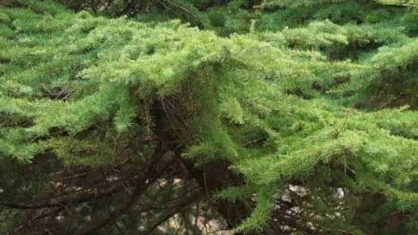 Ταλαντεύεται σε κλαδιά ανέμου του δέντρου Larch. Πράσινες βελόνες κωνοφόρων δέντρων. — Αρχείο Βίντεο