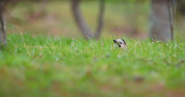 Eurasiska kajen eller Garrulus glandarius letar efter mat på gräs. Färgglad fågel i djurlivet. Sotji, Ryssland. — Stockvideo