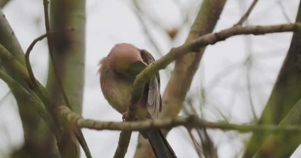 El arrendajo euroasiático o Garrulus glandarius limpia sus plumas. Colorido pájaro mira con curiosidad. Vida silvestre natural. — Vídeos de Stock