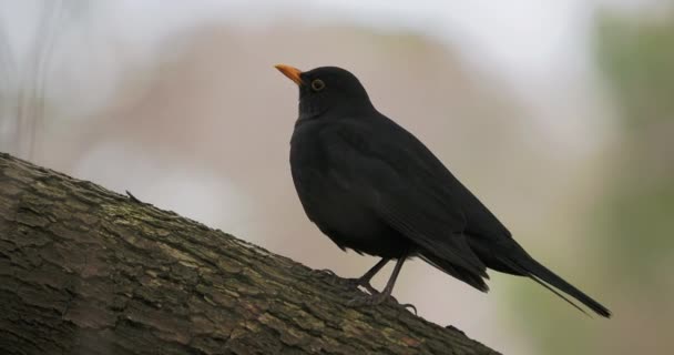 共通の黒鳥やトルドゥス・メルーラが木の上に倒れた。黒鳥は好奇心で目立つ。野生動物. — ストック動画