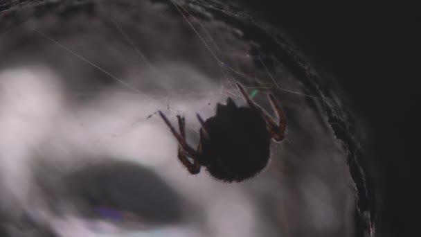 Σκούρα σιλουέτα αράχνης που περιμένει στον ιστό της το θύμα εντόμων. Αραχνίδα. Αρθρόποδα. — Αρχείο Βίντεο