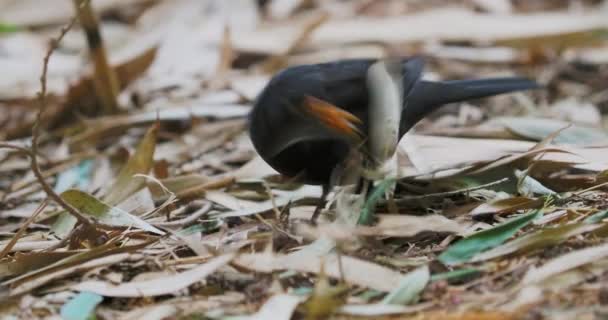 落ち葉の下で食べ物を探している一般的な黒鳥やトルドゥス・メルーラ。野生動物の暗い鳥。ソチロシア. — ストック動画