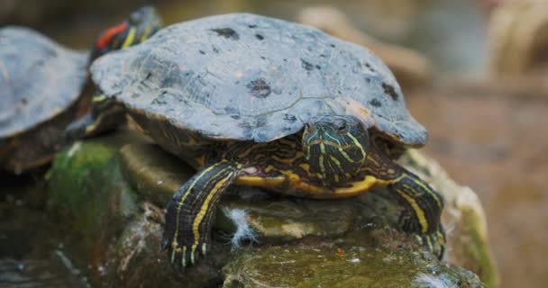 Slider stagno o Trachemys scripta, comune, tartaruga semi-acquatica di medie dimensioni. Tartarughe dalle orecchie rosse. — Video Stock