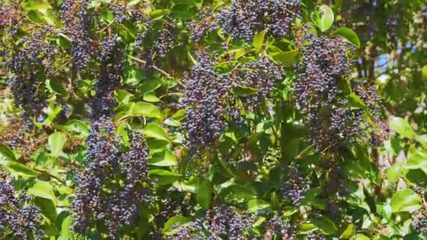 Ligustrum japonicum, bekannt als Wachsblatt-Liguster oder Japanischer Liguster. Immergrüner Strauch mit reifen Beeren. Sotschi, Russland. — Stockvideo