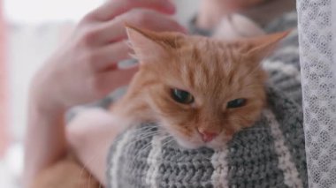 Kızıl kediyi okşayan bir kadın. Pencere kenarında sahibi olan tüylü bir hayvan..