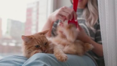 Kadın, kızıl saçlı şirin kedinin kürkünü kırmızı kürdanla tarıyor. Pencere kenarında sahibi olan tüylü bir hayvan..