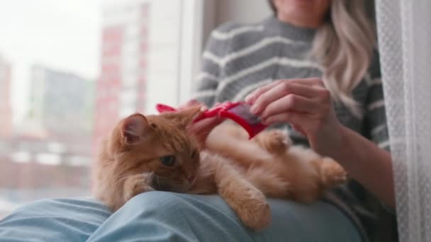 Peines de mujer de piel de gato jengibre lindo con furminator rojo. Fluffy mascota con su propietario en el alféizar de la ventana. — Vídeos de Stock