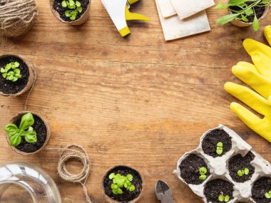 Biyolojik çözünebilir saksılarda fesleğen tohumları. Kese kağıdında tohum olan sarı lastik eldivenlerin üst görüntüsü. Turba saksılarındaki yeşil bitkiler. Kopya alanı olan ahşap tablo.
