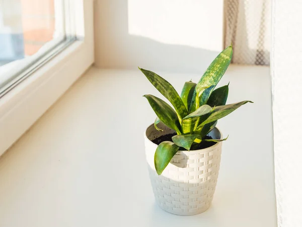 Bloempot Met Sansevieria Binnenplant Vensterbank Vreedzame Botanische Hobby Tuinieren Thuis — Stockfoto