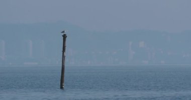 Phalacrocorax ya da karabatak tüylerini suyla kurutur. Büyük kara kuş avlanmadan önce dinleniyor. Rusya, Soçi 'de Karadeniz kıyısı.