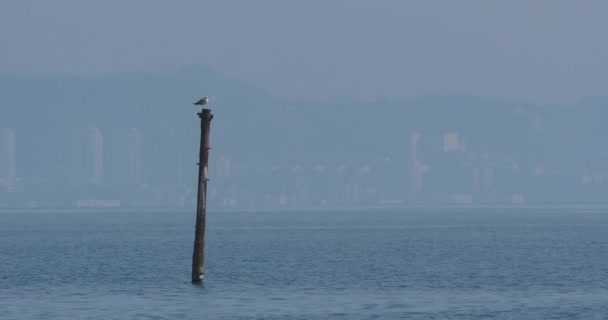 Phalacrocorax ou cormorant seca suas penas no tubo em cima da água. O grande pássaro escuro tem um resto antes da caça. Costa do mar Negro em Sochi, Rússia. — Vídeo de Stock