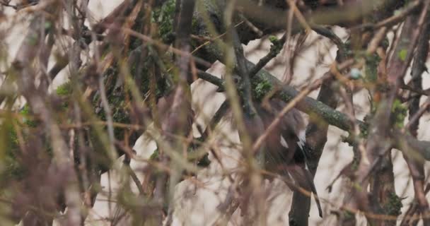 Eurazjatycki sójka lub Garrulus glandarius siedzi na gałęzi drzewa. Spuchnięty kolorowy ptak w deszczu. Dzika przyroda. — Wideo stockowe