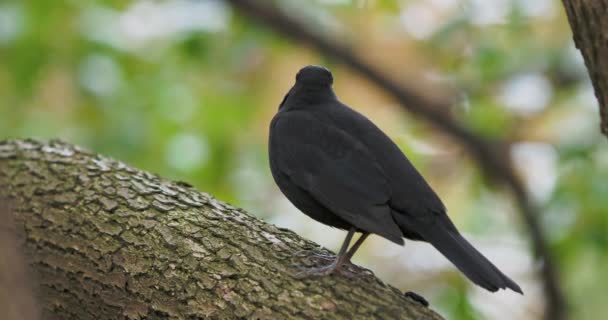 Vanlig koltrast eller Turdus merula på träd. Svart fågel stirrar med nyfikenhet. Naturligt djurliv. — Stockvideo