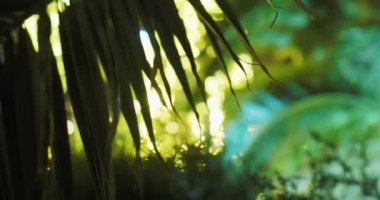 Güneş palmiye yapraklarının arasından parlıyor. Tropik ağaçlar güneş ışığında yapraklanır. Soçi, Rusya.