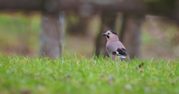 Eurazjatycki sójka lub Garrulus glandarius szuka pożywienia na trawie. Kolorowy ptak w dzikiej przyrodzie. Soczi, Rosja. — Wideo stockowe