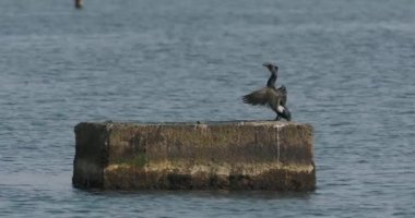 Phalacrocorax veya karabatak tüylerini suda kurutur. Büyük kara kuş avlanmadan önce dinleniyor. Rusya, Soçi 'de Karadeniz kıyısı.