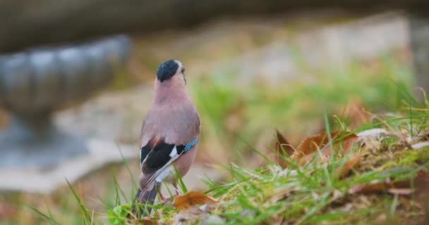 Avrasyalı Jay ya da Garrulus Glandarius çimlerde yiyecek arıyor. Vahşi hayatta renkli bir kuş. Soçi, Rusya. — Stok video