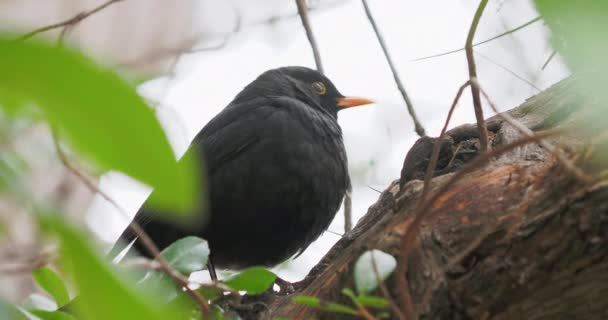 Gewone merula of Turdus merula op een boom. Zwarte vogel staart nieuwsgierig. Natuurlijke fauna. — Stockvideo