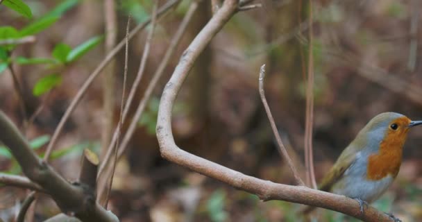 Robin europeu ou Erithacus rubecula. Robin redbreast empoleirado no galho da árvore. Pássaro colorido olha com curiosidade. Vida selvagem natural. — Vídeo de Stock