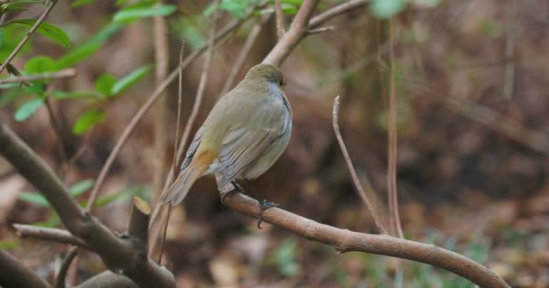 Pettirosso europeo o Erithacus rubecula. Robin Redbreast appollaiato su un ramo d'albero. Uccello colorato fissa con curiosità. Fauna selvatica naturale. — Video Stock