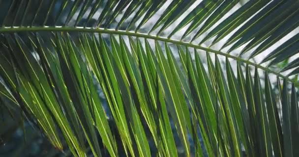 Słońce świeci przez liście palm. Drzewa tropikalne liści w słońcu. Soczi, Rosja. — Wideo stockowe