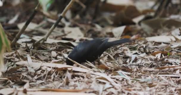 Merlo comune o Turdus merula in cerca di cibo sotto le foglie cadute. Uccello scuro nella fauna selvatica. Sochi, Russia. — Video Stock
