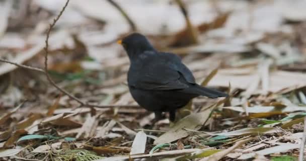 Vanlig koltrast eller Turdus merula letar efter mat under fallna blad. Mörk fågel i djurlivet. Sotji, Ryssland. — Stockvideo