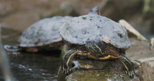 池のスライダーやTrachemysスクリプト、一般的な、中規模の半水棲カメ。赤耳亀. — ストック動画