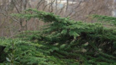 Karaçam ağacının rüzgar dallarında sallanıyordu. Yeşil kozalaklı ağaç iğneleri.