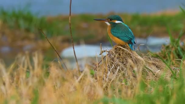 El rey pescador euroasiático o Alcedo en esto. Colorido pájaro sentado en la hierba sobre el agua y esperando a los peces. — Vídeo de stock