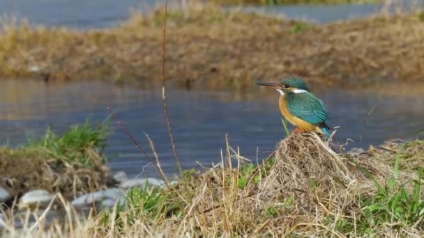 El rey pescador euroasiático o Alcedo en esto. Colorido pájaro sentado en la hierba sobre el agua y esperando a los peces. — Vídeos de Stock