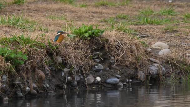 El rey pescador euroasiático o Alcedo en esto. Colorido pájaro sentado en la hierba sobre el agua y esperando a los peces. — Vídeos de Stock