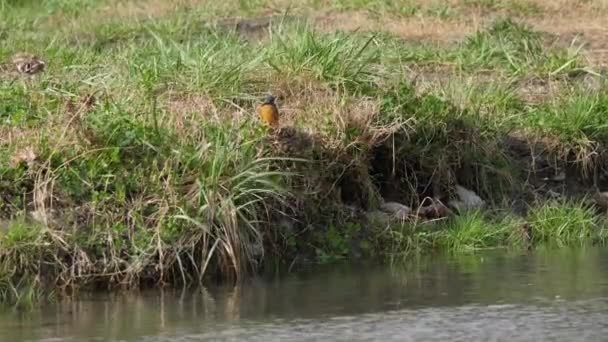 Der Eisvogel oder Alcedo tun dies. Bunter Vogel sitzt auf Gras über dem Wasser und wartet auf Fische. — Stockvideo