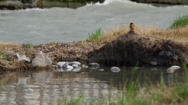 Der Eisvogel oder Alcedo tun dies. Bunter Vogel sitzt auf Gras über dem Wasser und wartet auf Fische. — Stockvideo