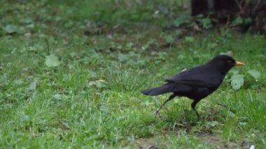 Sıradan bir karatavuk ya da çimenlerde yiyecek arayan Turdus Merula. Vahşi doğada erkek kara kuş. Soçi, Rusya.