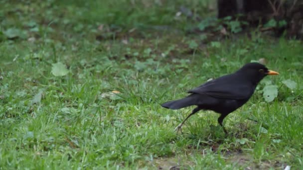 Pássaro-negro comum ou cádmio merula à procura de comida na grama. Pássaro negro macho na vida selvagem. Sochi, Rússia. — Vídeo de Stock