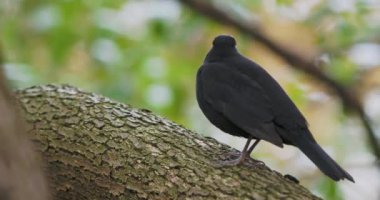 Sıradan bir karatavuk ya da ağaca tünemiş Turdus merula. Kara kuş merakla bakar. Doğal vahşi yaşam..