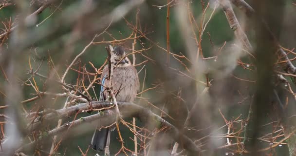 Eurasian jay 또는 Garrulus glandarius 는 나뭇가지에 앉아 있다. 빗속에 파랗고 화려 한 새가 나타났다. Natural Wildlife. — 비디오