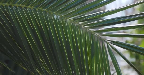 Sun shines through palm trees leaves. Tropical trees foliage at sunlight. Sochi, Russia. — Stock Video