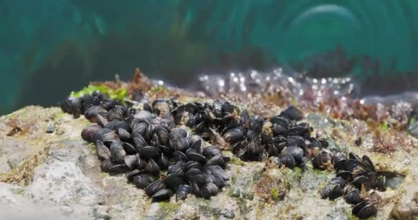 Medelhavsmussla eller Mytilus galloprovincialis på klippor ovanför Svarta havet. — Stockvideo