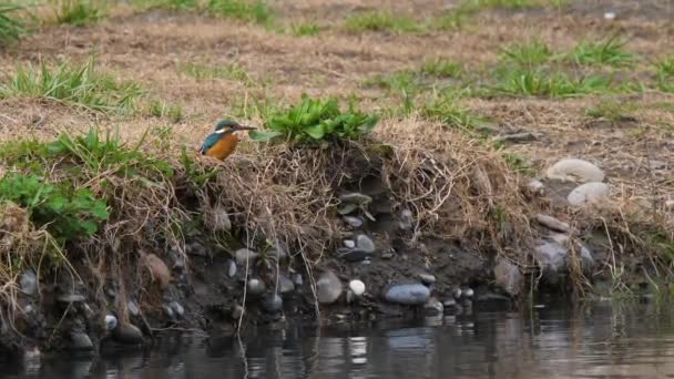 Der Eisvogel oder Alcedo tun dies. Bunter Vogel sitzt auf Gras über dem Wasser und wartet auf Fische. — Stockvideo