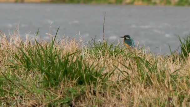 Eurázsiai Kingfisher vagy Alcedo ebben. Színes madár ül a fűben a víz felett, és várja a halat. — Stock videók