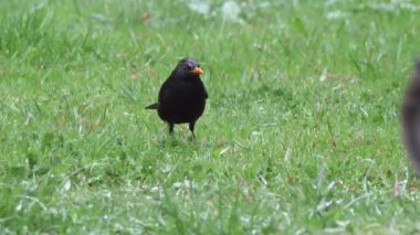 Sıradan bir karatavuk ya da çimenlerde yiyecek arayan Turdus Merula. Vahşi hayatta kara kuş. Soçi, Rusya.