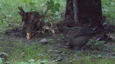 Yavru karatavuk ya da Turdus Merula kameraya ihtiyatlı bakar. Kara kuş uçup gidecek. Soçi, Rusya.
