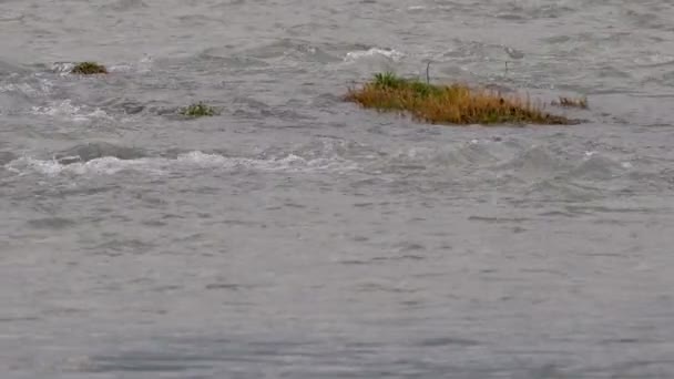 Habzó hullámok a vízfelszínen. Szocsi folyó áramlik a hegyekből a városon keresztül. Szocsi, Oroszország. — Stock videók