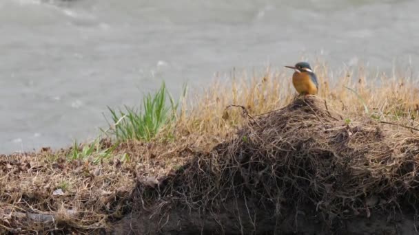 Der Eisvogel oder Alcedo tun dies. Bunter Vogel sitzt auf Gras über dem Wasser und wartet auf Fische. — Stockvideo